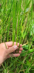 Eleocharis interstincta