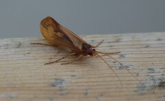 Platycentropus radiatus