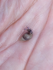 Clibanarius tricolor