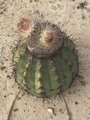 Melocactus