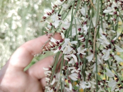 Retama monosperma