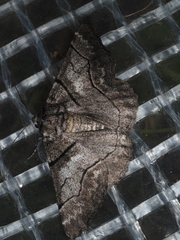 Hypobapta diffundens