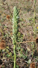 Brachystele unilateralis