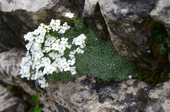 Draba ossetica