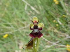 Ophrys insectifera subinsectifera