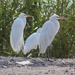 Ardea alba