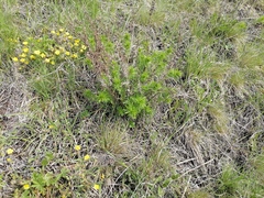 Veronica austriaca jacquinii