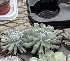 Echeveria runyonii