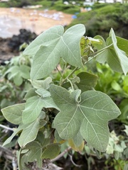 Gossypium tomentosum