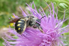 Anthidium septemspinosum