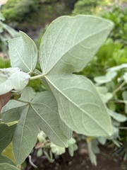Gossypium tomentosum