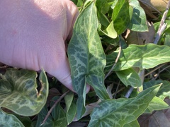 Arum italicum