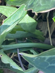 Arum italicum