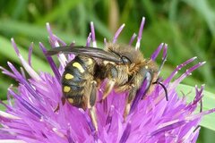 Anthidium septemspinosum