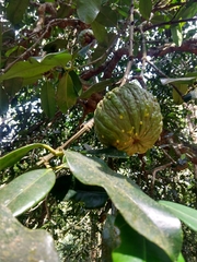 Garcinia gummi-gutta
