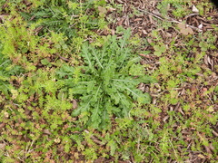 Engelmannia peristenia