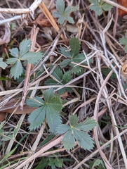 Potentilla canadensis