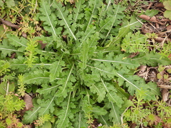 Engelmannia peristenia