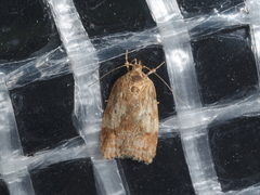 Oligoloba severa
