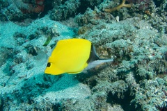 Forcipiger flavissimus