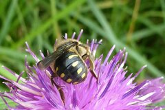 Anthidium septemspinosum