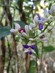 Dichorisandra hexandra