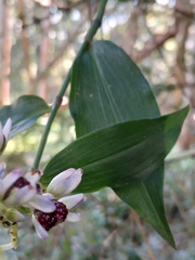 Dichorisandra hexandra