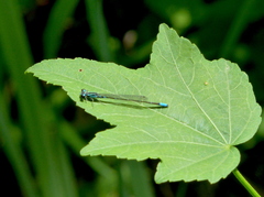 Acanthagrion lancea