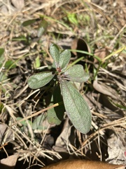 Crocanthemum carolinianum