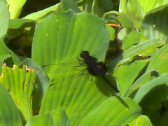 Erythemis attala