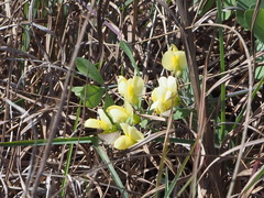 Baptisia bracteata