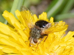 Epalpus