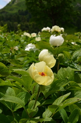 Paeonia daurica macrophylla