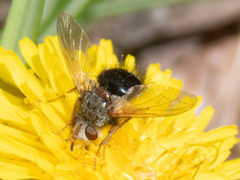 Epalpus