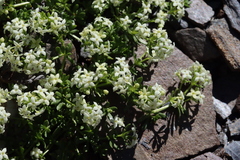 Galium megalospermum
