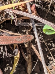 Contia tenuis
