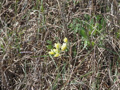Baptisia bracteata