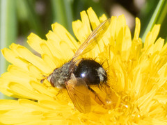 Epalpus
