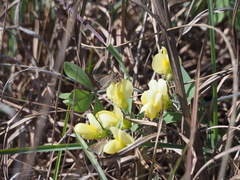 Baptisia bracteata