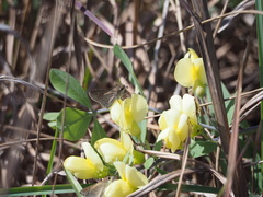 Baptisia bracteata