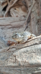 Hyla arenicolor