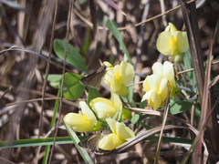 Baptisia bracteata