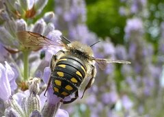 Anthidium septemspinosum