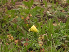 Oenothera triloba