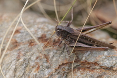 Platycleis grisea