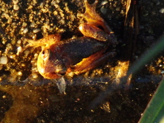 Dendropsophus bogerti