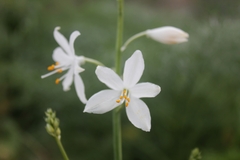 Anthericum