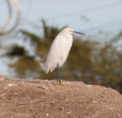 Egretta thula