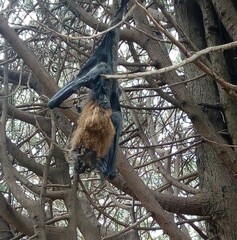 Pteropus poliocephalus