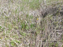 Tulipa sylvestris biebersteiniana